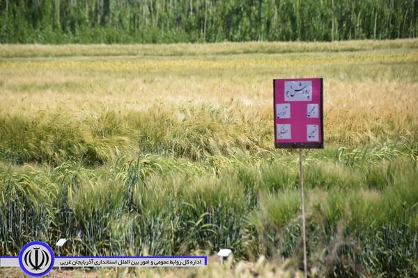آلبوم تصویر / بازدید مسئولان استانی و شهرستانی از پردیس تحقیقات و آموزش کشاورزی میاندوآب