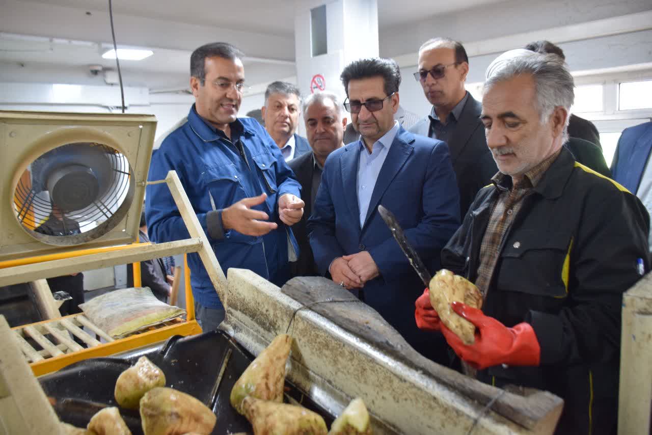 معاون استاندار و فرماندار ویژه میاندوآب به منظور بررسی روند خریداری و عیار سنجی چغندرقند، خط تولید ونحوه عرضه محصول به بازار مصرف از کارخانه قند پانیذفام بازدید کرد